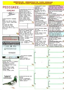 هيرمن كوستر