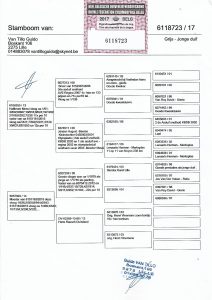 فانتيلو كيدو