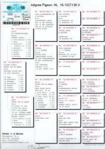 انثى بيتر ميروي بنت اوليفي