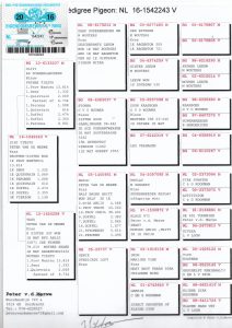 انثى بيتر فان دين ميروي