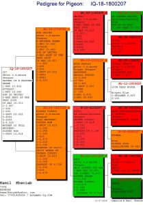 حفيد اليونايتد